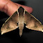 Pale Edged Mottled Hawkmoth