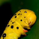 Four O' Clock Moth Caterpillar