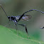 Pelicinid wasp