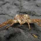 Crab molt