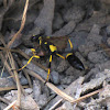 Yellow and black mud dauber
