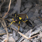 Yellow and black mud dauber