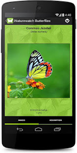 iButterflies(圖4)-速報App