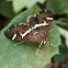 Hawaiian Beet Webworm Moth