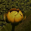 Spatterdock Flower / Yellow Water-lily