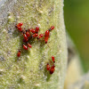 milkweed bugs