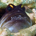 Jawfish