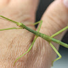 Strong stick insect - nymph