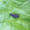 7-spot Ladybird larvae