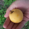 Chinese plum