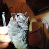 Fringed Fruit-Eating Bat