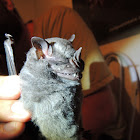 Fringed Fruit-Eating Bat