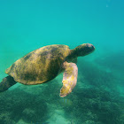 Galápagos Green Turtle