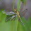 Little Blue Dragonlet