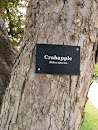 Crabapple Tree