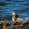 Willet (non-breeding)