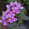 Purple Trailing Lantana