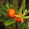 Orange-fruited Horse-gentian