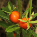 Orange-fruited Horse-gentian