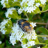 Flower Scarab - Bumble Bee Mimic