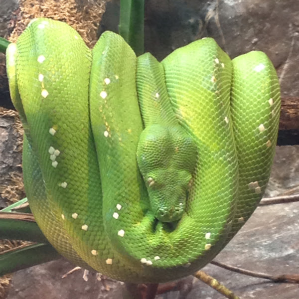 Green tree python | Project Noah