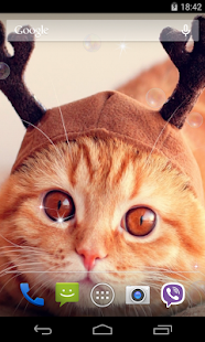 How to mod Cute Cats Live Wallpaper lastet apk for laptop