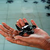 Hawksbill Sea Turtle Hatchlings