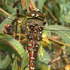 Blue spotted hawker - female