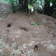 Leaf-Cutter Ant's Nest