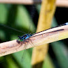 Pacific Forktail