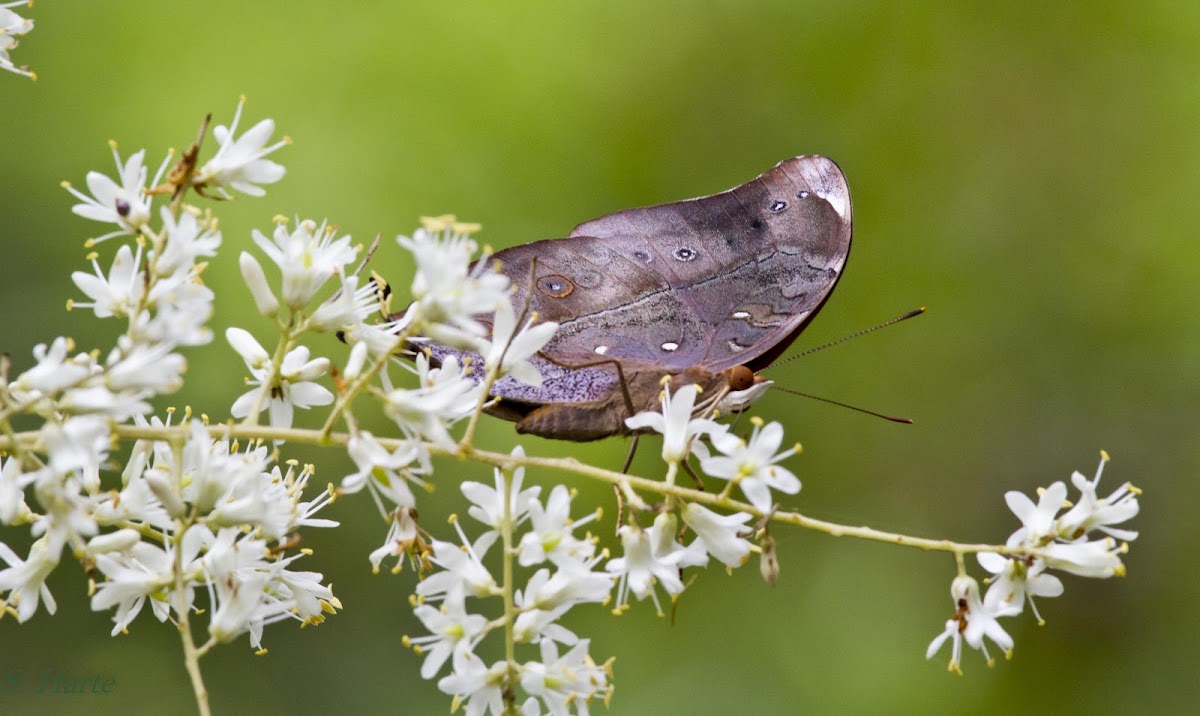 Leafwing