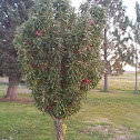 Apple Tree