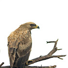 Tawny Eagle