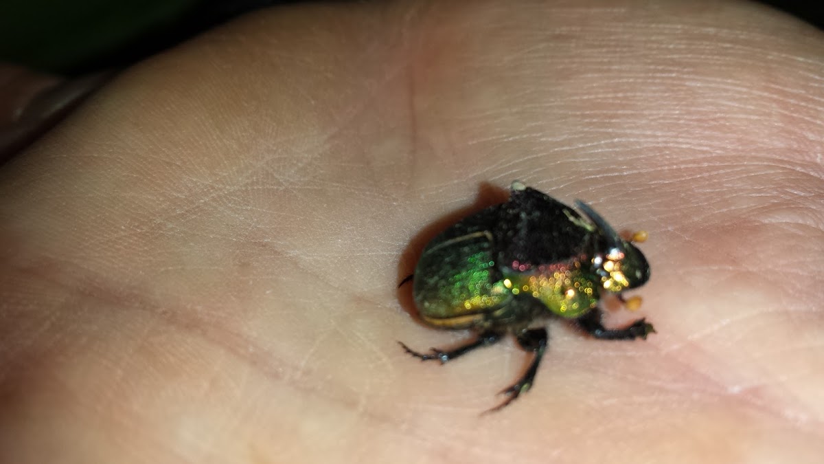 Rainbow Scarab Beetle (male)