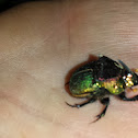 Rainbow Scarab Beetle (male)