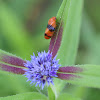 Sugarcane Froghopper