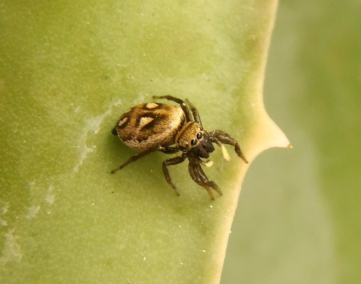 Jumping spider. Araña saltarina