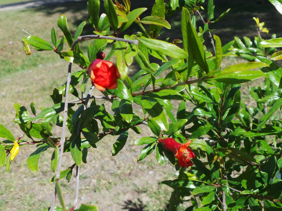 "Wonderful" Pomegranate