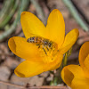 European Honeybee