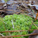 Blunt-leaved Bog Moss