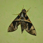 Jade Hawk Moth