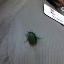 Green June Beetle