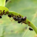 Ants Tending Aphids
