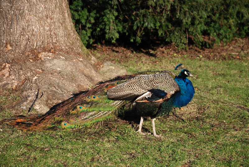 Indian Blue Peafowl ♂