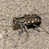 Tiger Beetle