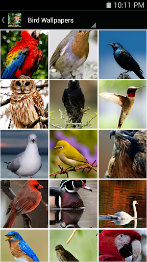 Bird Wallpapers