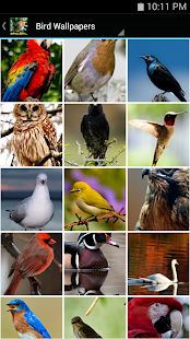 Download Bird Wallpapers APK