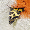 Blotched Leopard moth