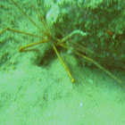 arrow crab