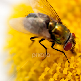 busy fly by Matthew Lindsey - Animals Insects & Spiders